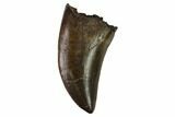 Serrated, Tyrannosaur (Nanotyrannus?) Tooth - South Dakota #144028-1